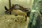 Chrysemys picta dorsalis weiblich NZ 2018 abzugeben